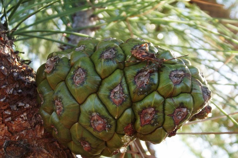 Pinha de Pinheiro manso