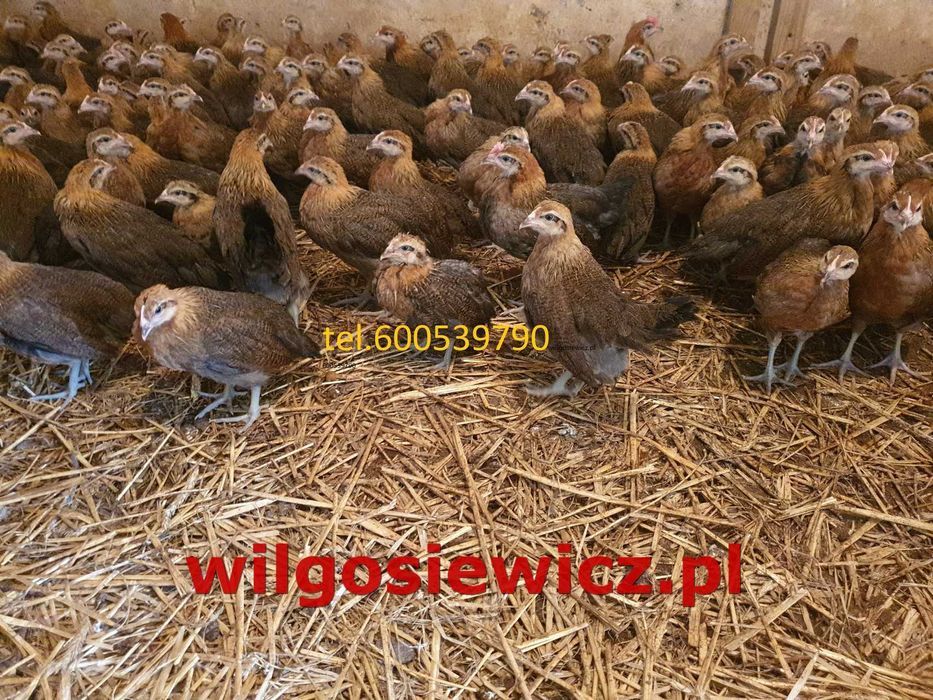 Kura kokoszka nioska Zielononóżki młoda dostawa na miejsce Gratis