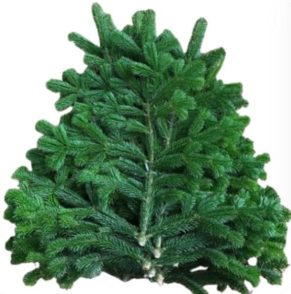 Gałązki Gałęzie Jodły Kaukaskiej Wiązanek Stroik Stroisz Jodłowy Jodła