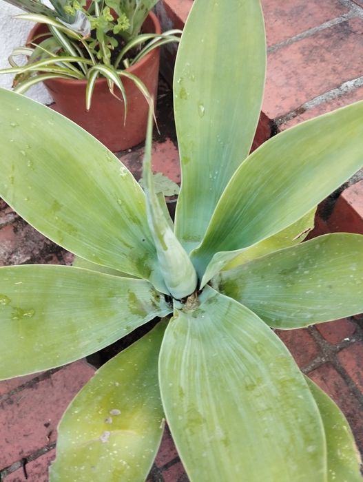 Agaves de vários tamanhos