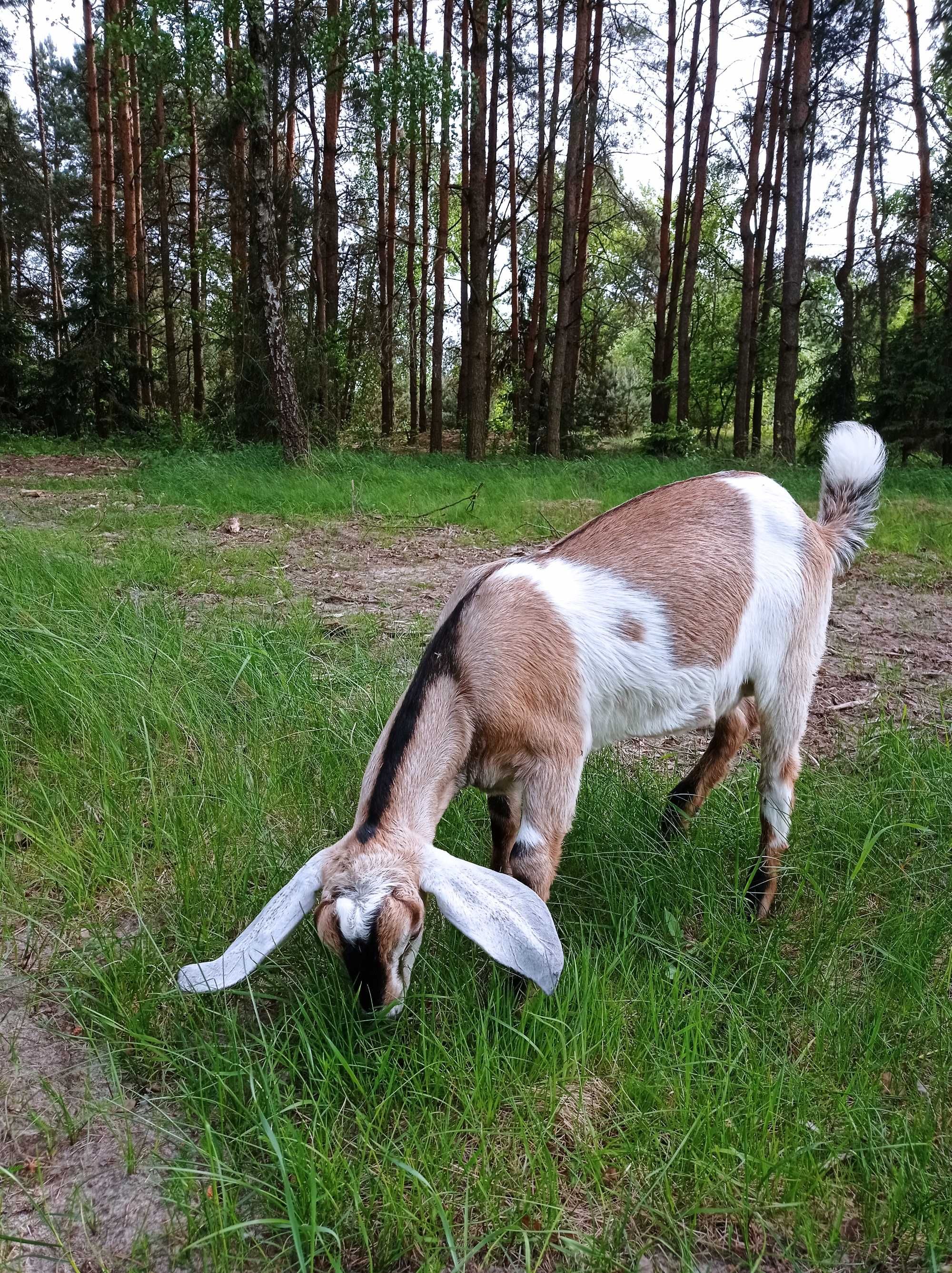 Koziołek anglonubijski z rodowodem