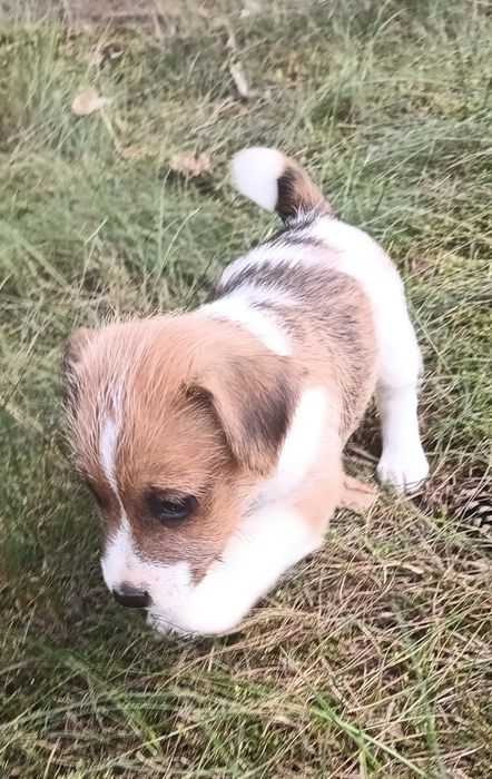 Pies parson Russell terrier