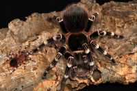 Самка паука птицееда голиафа вида Acanthoscurria geniculata