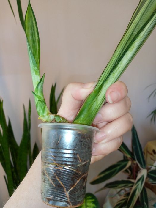 Сансевієрія Бентель