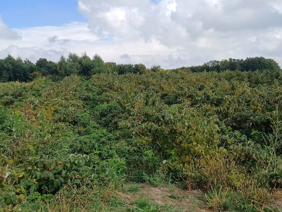 Sprzedam sadzonki maliny