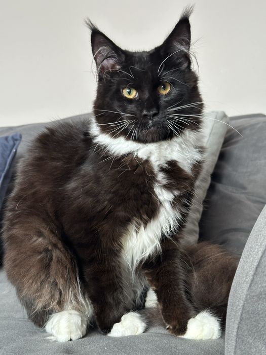 Koteczka Maine Coon w kolorze czarno-białym gotowa do zmiany domku