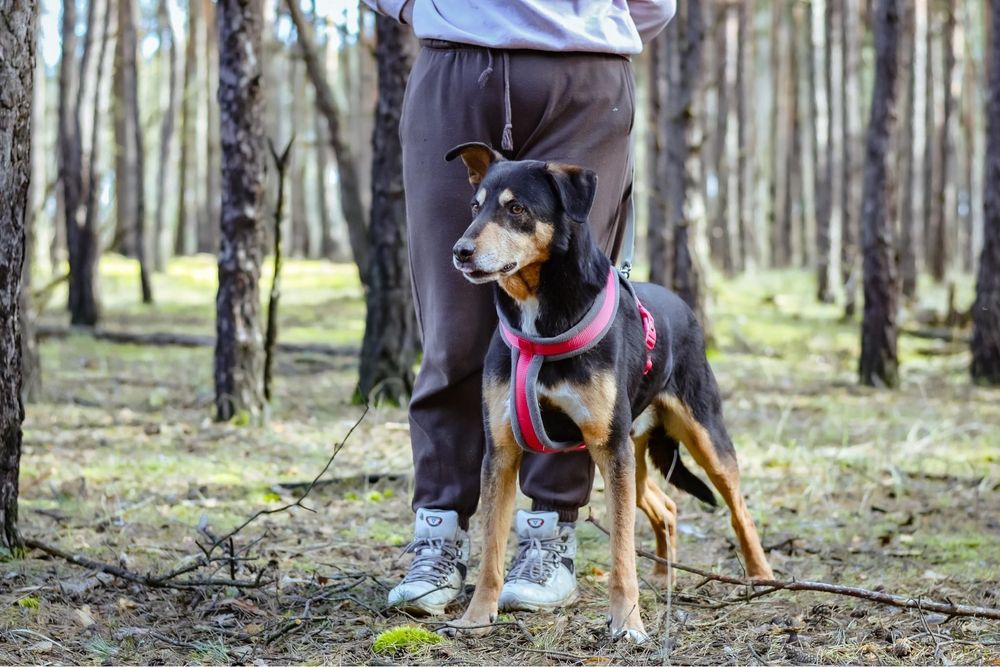 Afgan- średniej wielkości pies do odpowiedzialnej adopcji