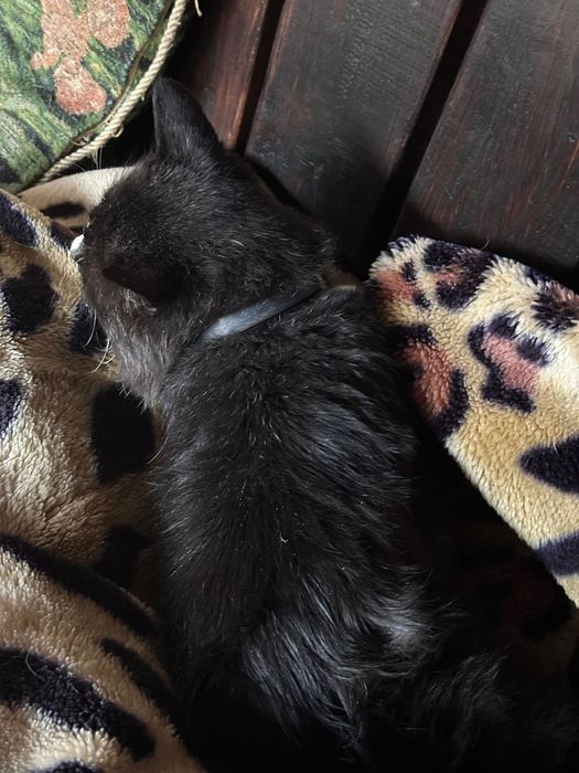 Знайдено кота. Чорний з білим. Вінниця, район Словʼянка