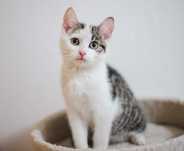 Piękny kocurek do adopcji