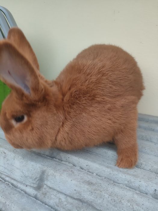 Królik Nowozelandzki czerwony samiec