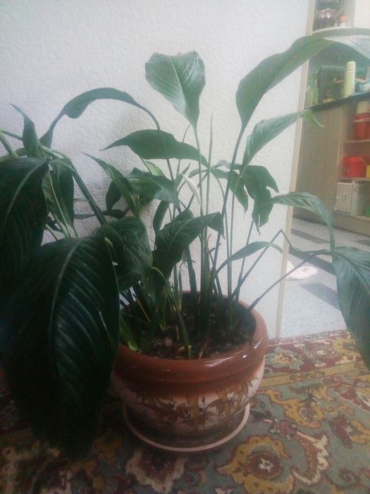 королевский спатифилиум