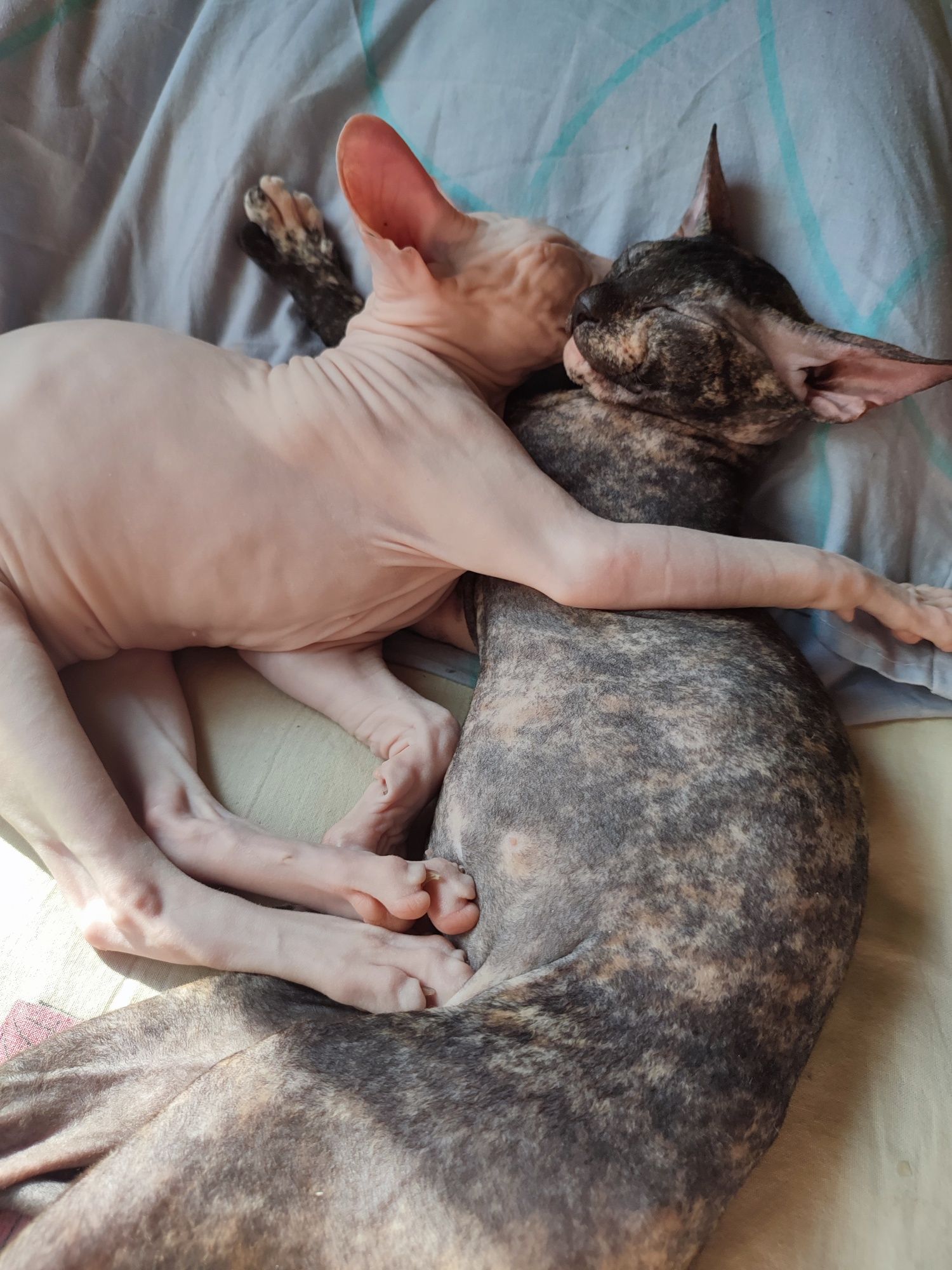 Кошерная кошечка Донской сфинкс  Доставка