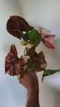 Syngonium strawberry ice galaxy pędówki