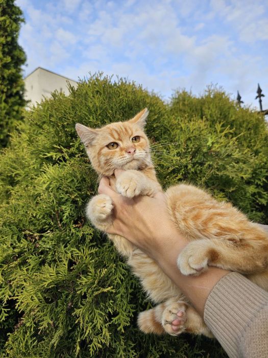 Котик хлопчик в добрі руки