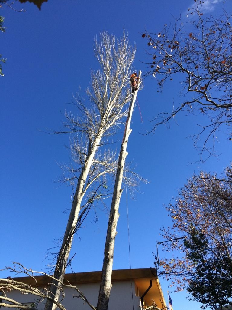 Poda e corte de árvores e limpeza de terrenos