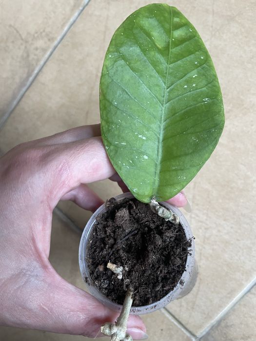 Хойя aff. Финляйсони 1555