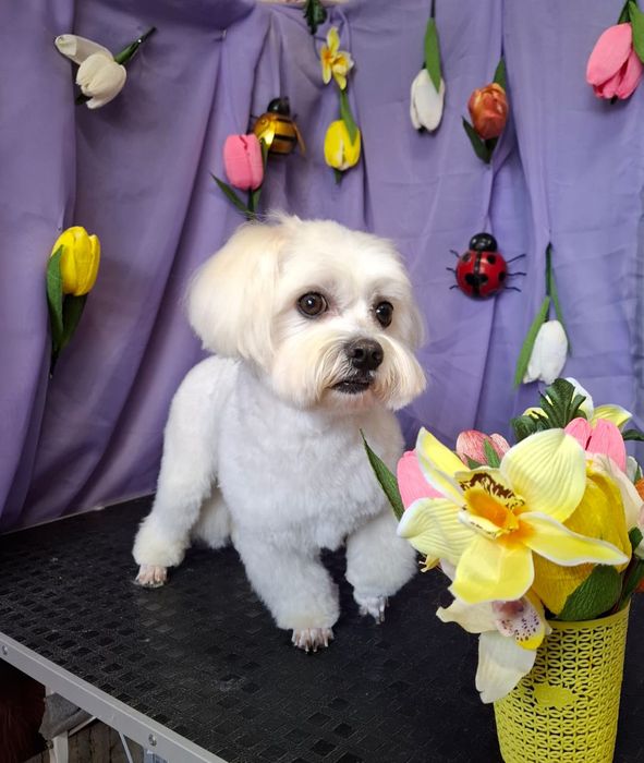 Грумер 1южный .студия груминга Тиана стрижка животных  .