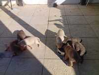 Cachorros dóceis pra adoção