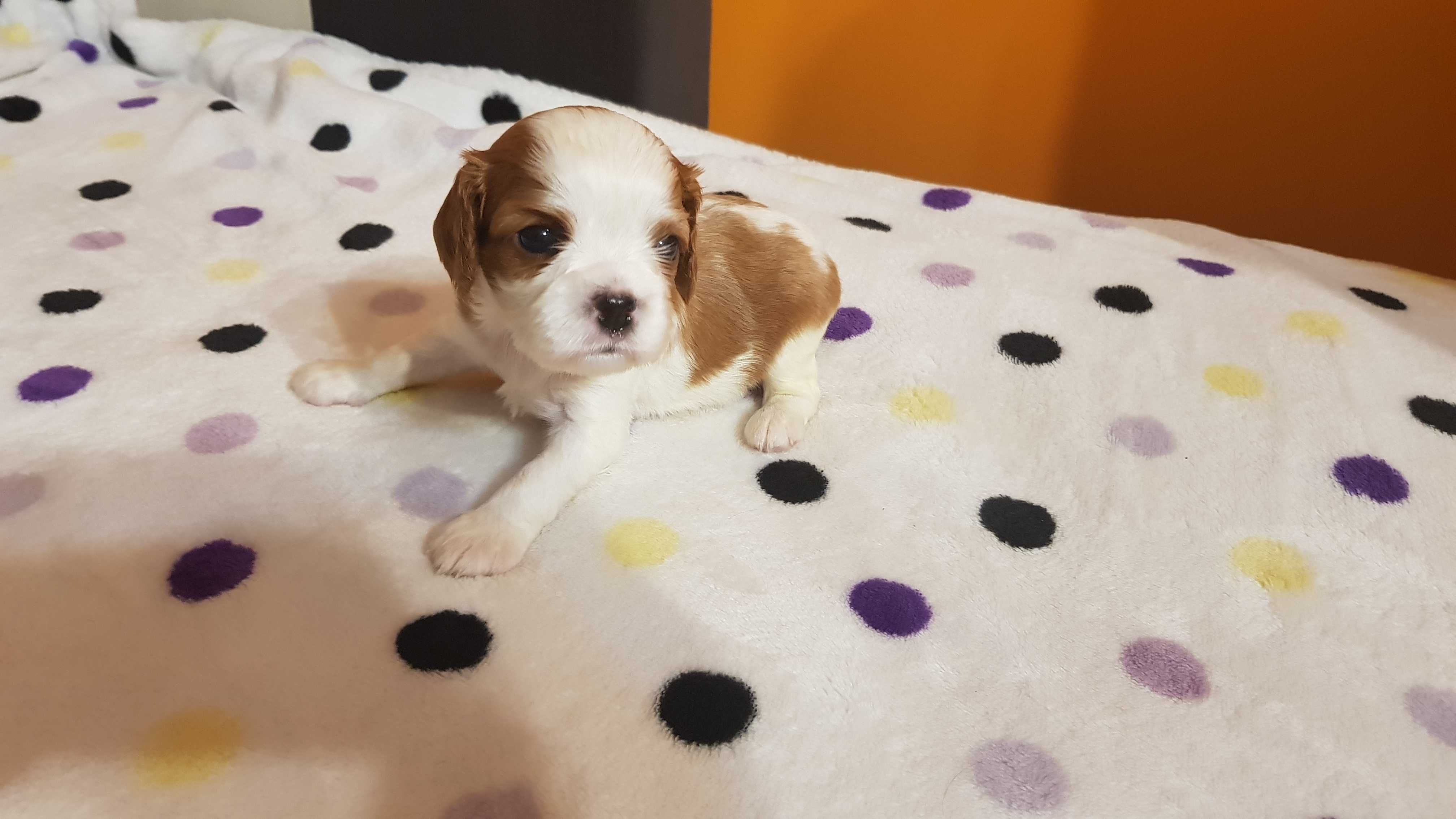 Cavalier King Charles Spaniel, szczeniak