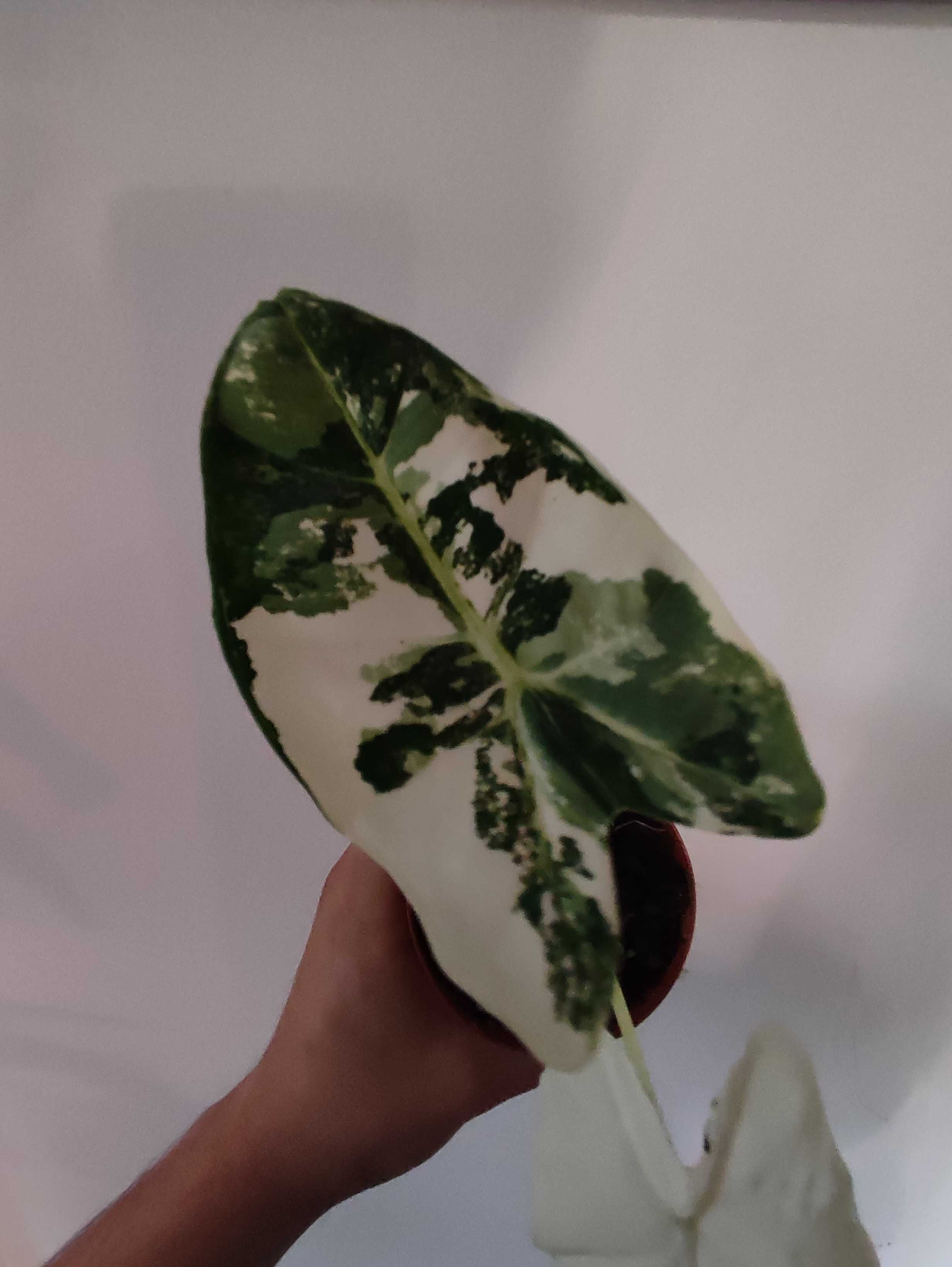 Alocasia Frydek Varigated