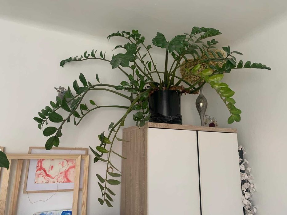 Kwiat doniczkowy bardzo duży zamiokulkas