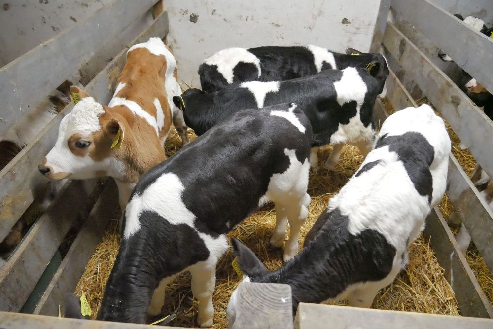 Byczki/Jałoszki ras mieszanych w ciągłej sprzedaży od 750 zl - 1350 zł