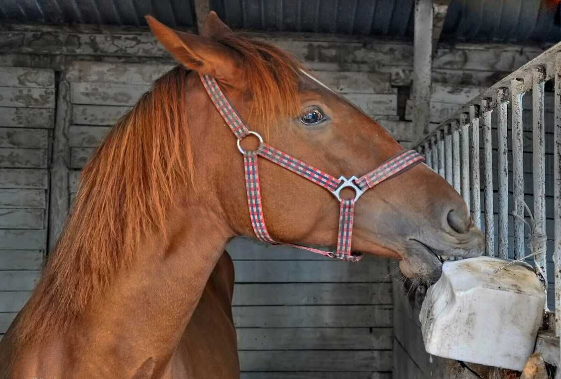 LIZAWKI SOLNE Kostki sol NaCl chlorek sodu MULTI LISAL SE sól paszowa