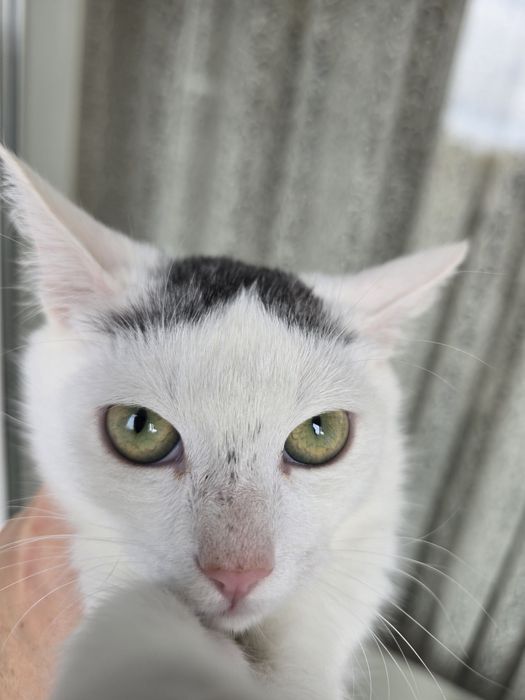 Киця в добрі ручки!