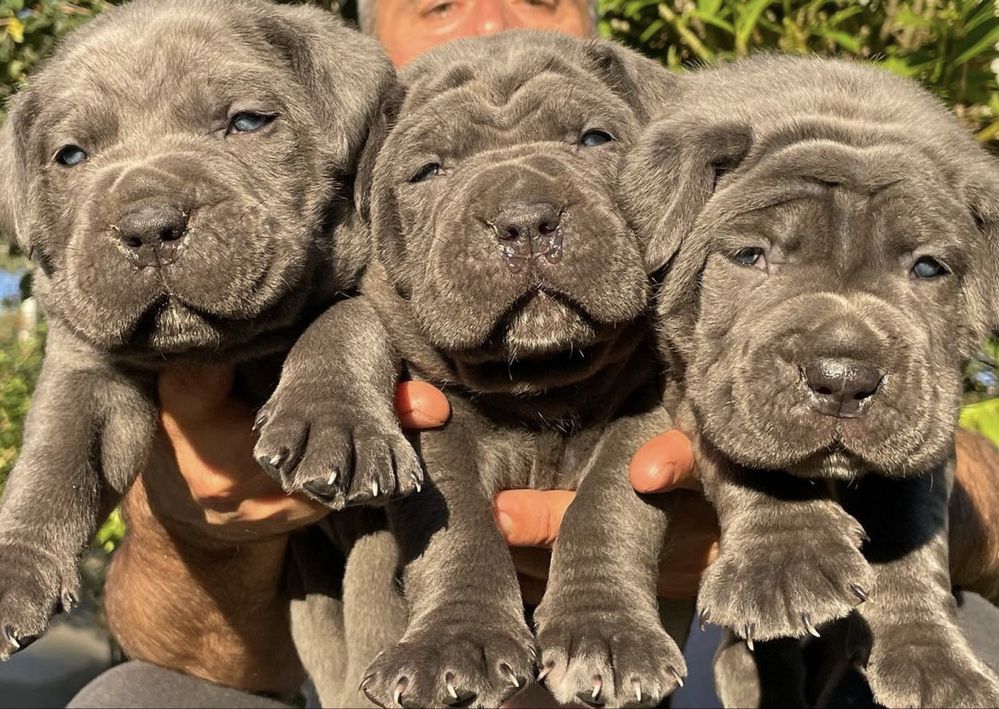 Елітні щеночки Cane corso-від офіційного розплідника)