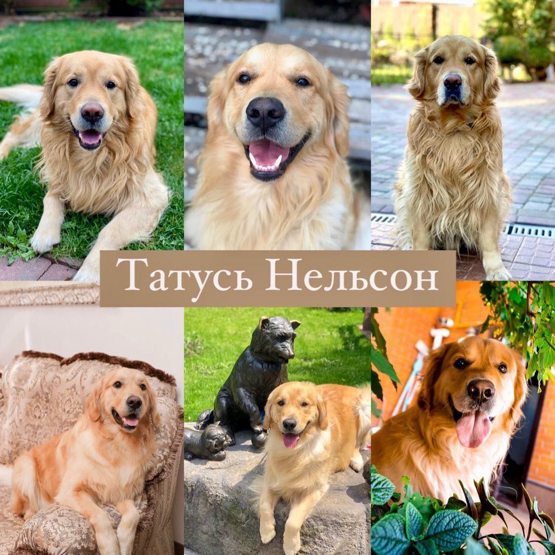 Продаються цуценята GOLDEN RETRIEVER