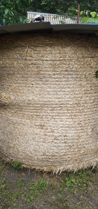 Продам солому...