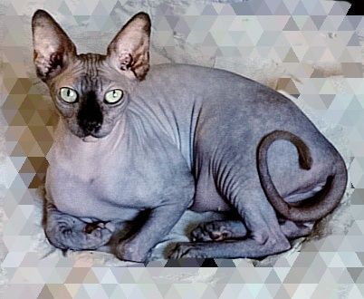 Канадський сфінкс кицюня