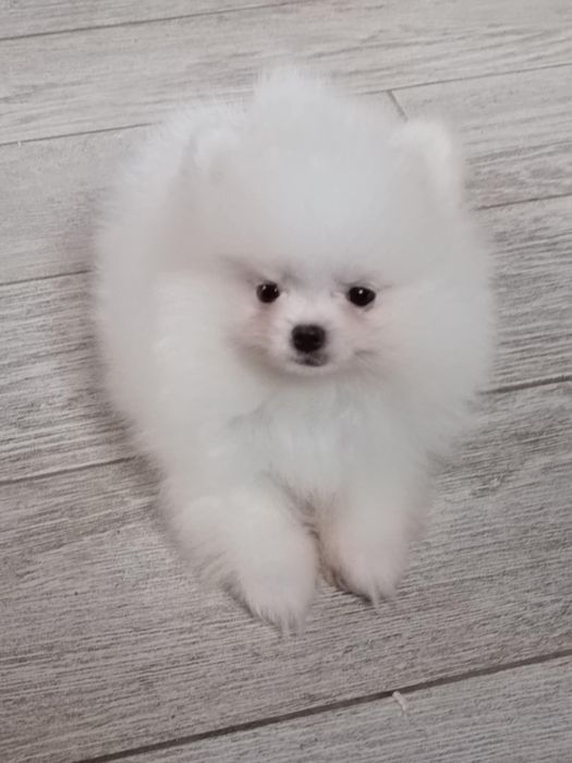 Pomeranian  suczka biała