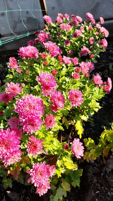 Продам хризантеми рожева і кірпічного коліру