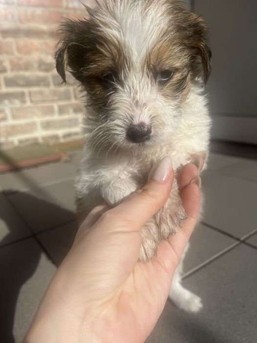 Маленькі друзі,в вашу родину.