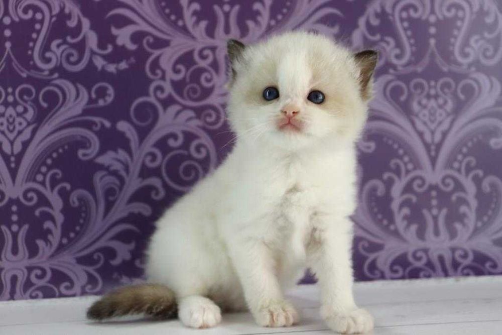 Суперски красивый котик-регдолл порода