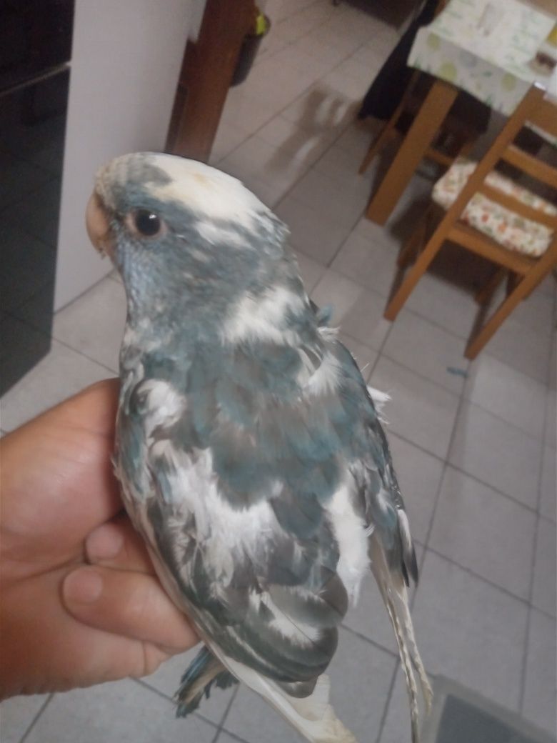 Casal de Roselas penantes reprudotures