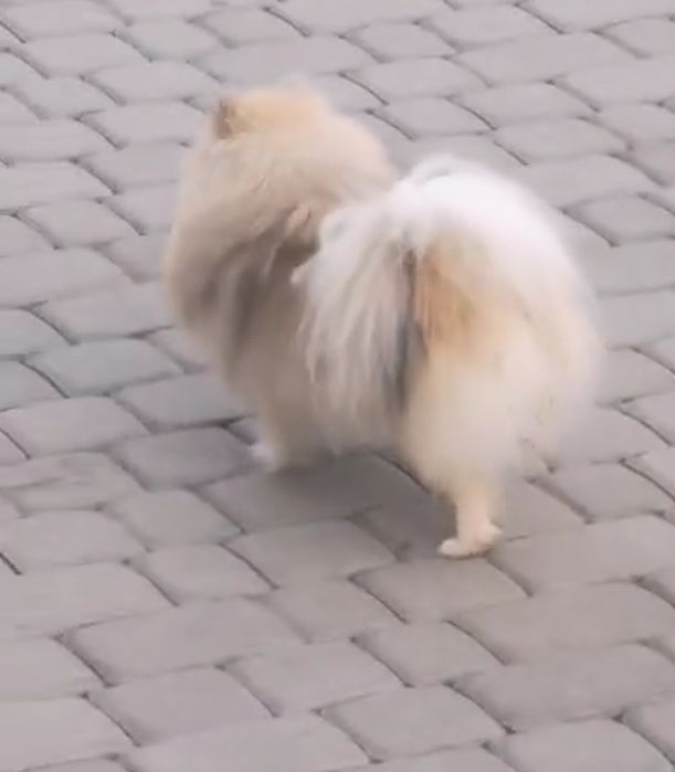 Sunia dorosla.Szpic miniaturowy Pomeranian
