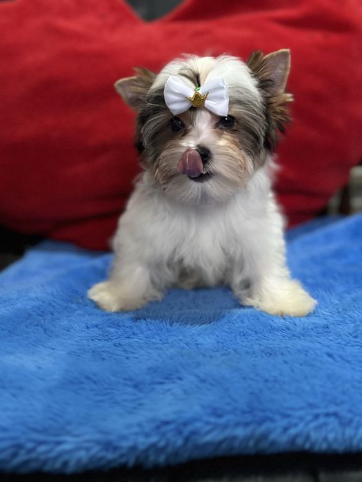 Міні малюк Бівер Йорк.КСУ.Привитий.