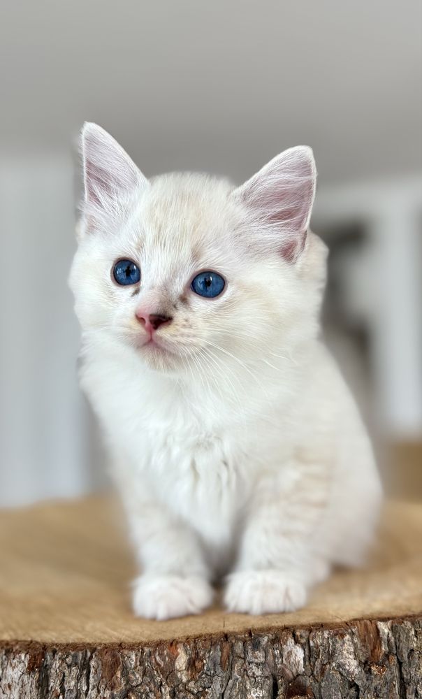 Ragdoll FPL kocurek seal mitted tabby