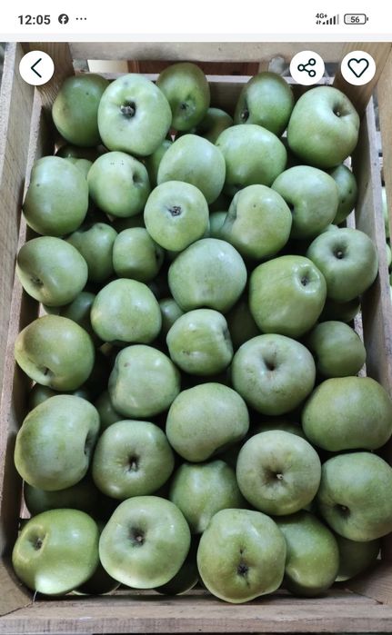 Продам яблука домашні,не кроплені..