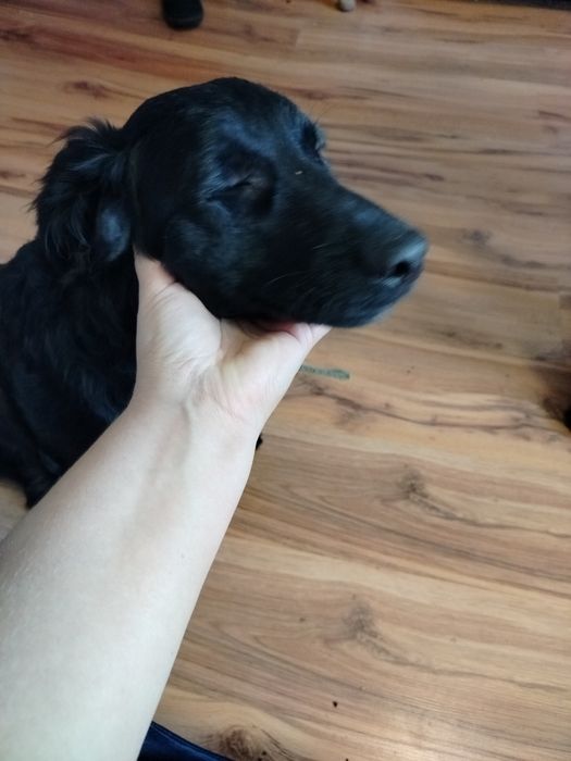 Możliwy dowóz Piękny zadbany pies szuka domu z książeczka zdrowia półr