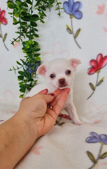 Estupendo menino mini mini Chihuahua/Chiuaua de Qualidade