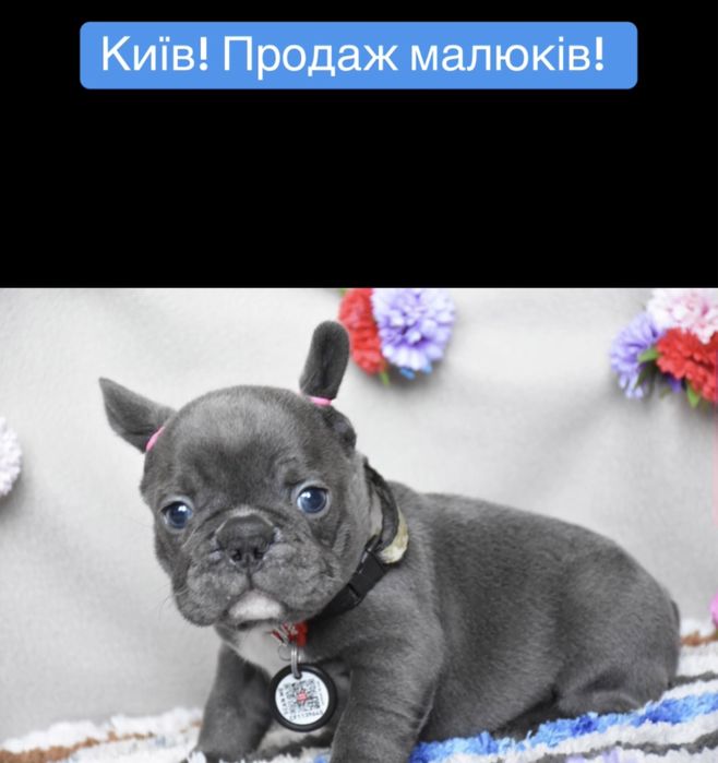 Голубые мини фоанцузики в Киеве