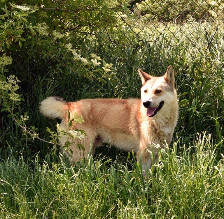 Przyjacielski i kochany Fox szuka domu