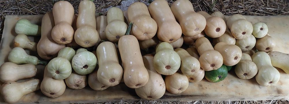 Sprzedam dynie piżmowa i olbrzymia