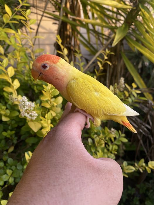 Agapornis domesticado -grande oportunidade