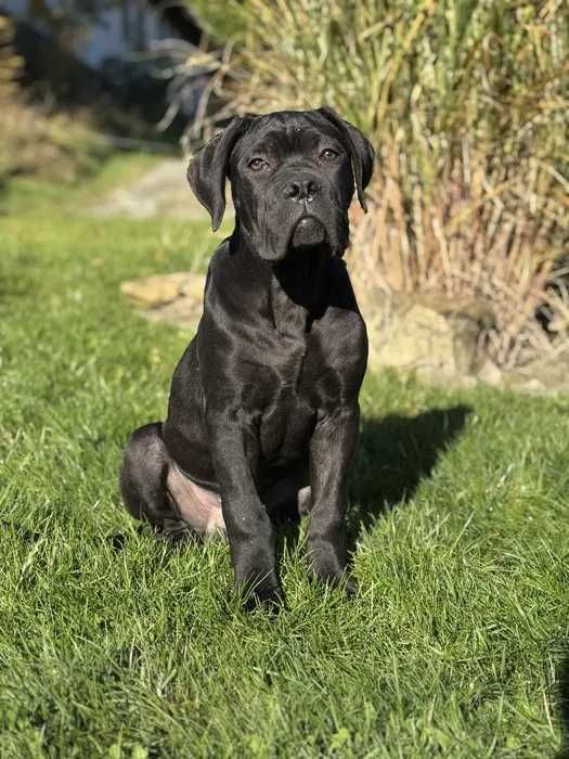 Cane Corso czarny uroczy samiec Merlin ZKwP/FCI