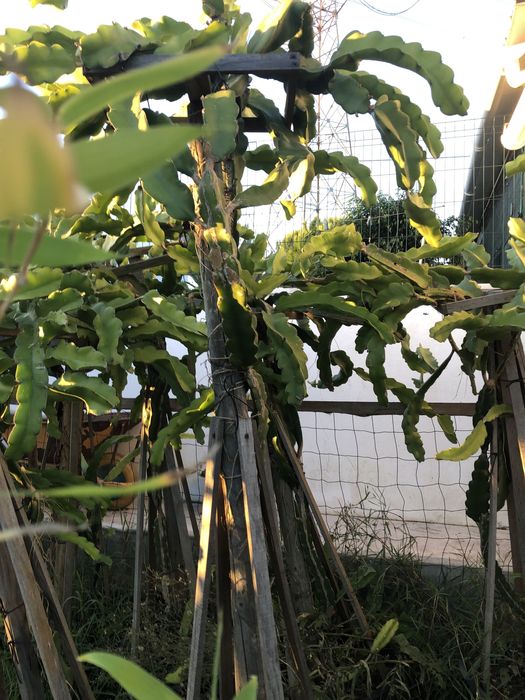 Pitaya em vaso completa 2 metros de altura.