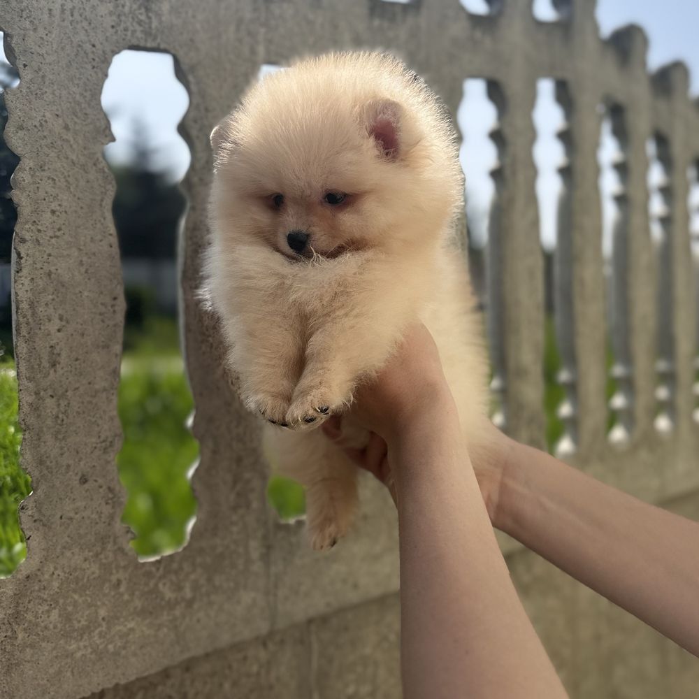 Хлопчик шоу класу тип ведмедика